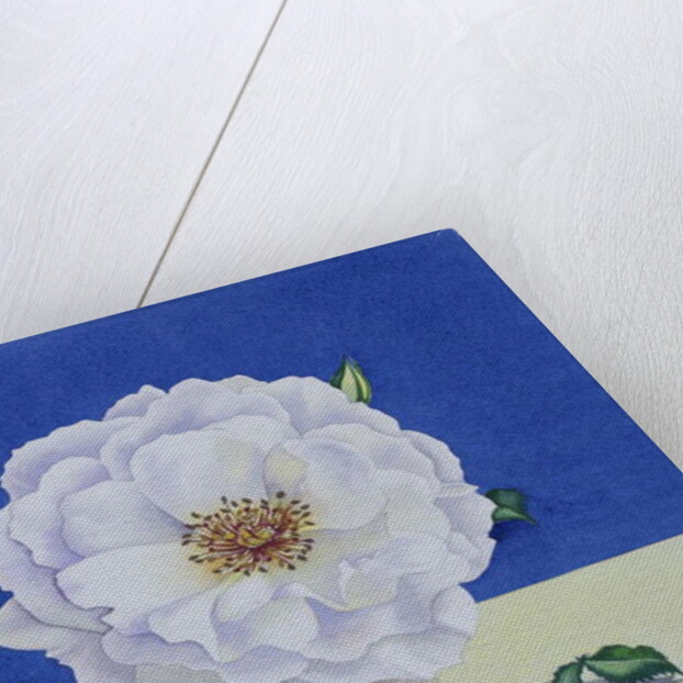 White Rose, 2018 by Christopher Ryland