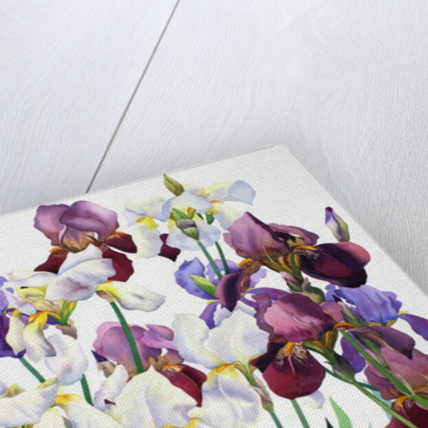 White and Purple Irises, 2018 by Christopher Ryland