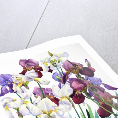 White and Purple Irises, 2018 by Christopher Ryland