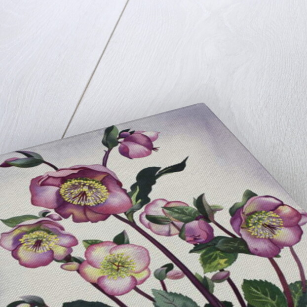 Hellebore, 2019 by Christopher Ryland