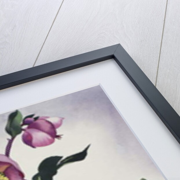 Hellebore, 2019 by Christopher Ryland