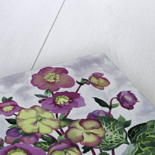 Helleborus, 2019 by Christopher Ryland