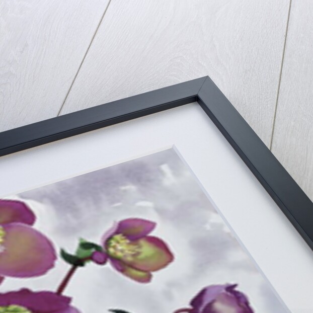 Helleborus, 2019 by Christopher Ryland