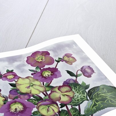 Helleborus, 2019 by Christopher Ryland