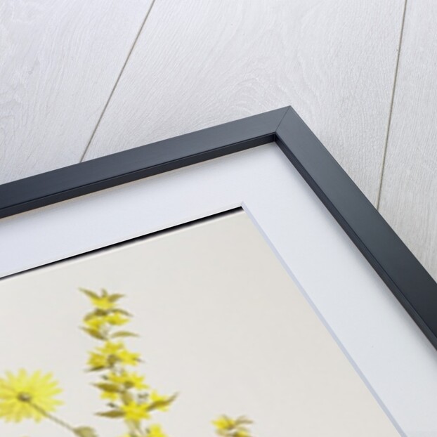 Blue Hydrangea with Yellow Loosestrife by Christopher Ryland