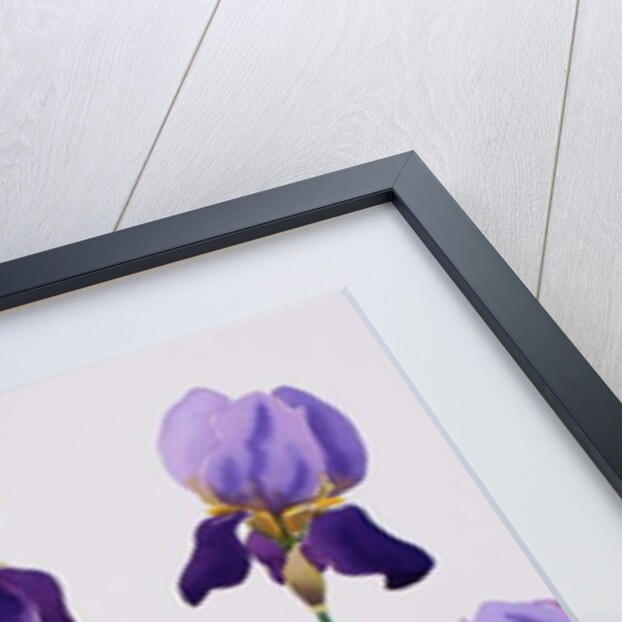Purple Irises, 2019 by Christopher Ryland