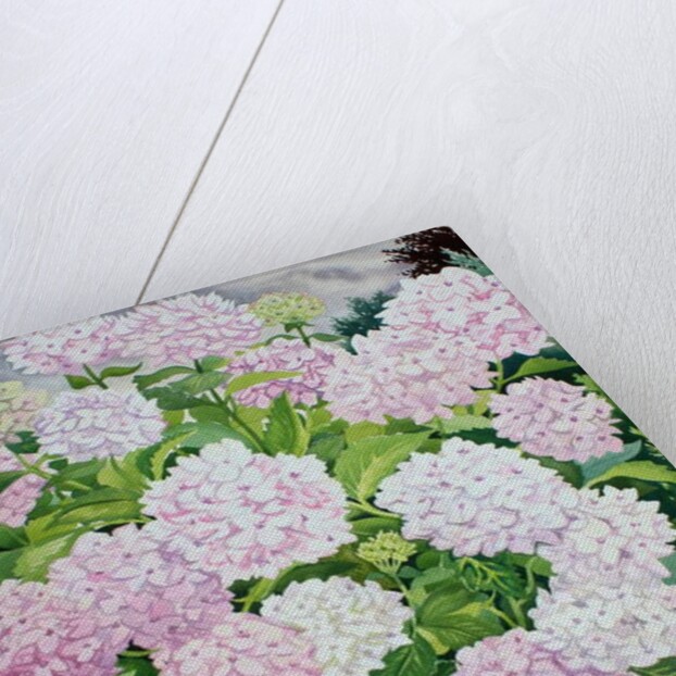 White Hydrangea, 2019 by Christopher Ryland