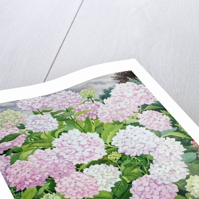 White Hydrangea, 2019 by Christopher Ryland