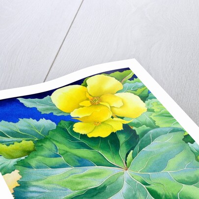 Yellow Begonia, 2019 by Christopher Ryland