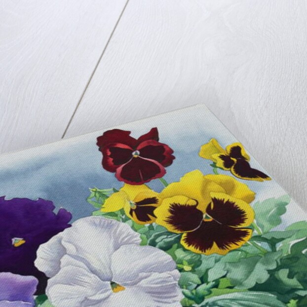 Pansies, 2019 by Christopher Ryland