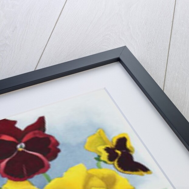 Pansies, 2019 by Christopher Ryland