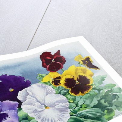 Pansies, 2019 by Christopher Ryland