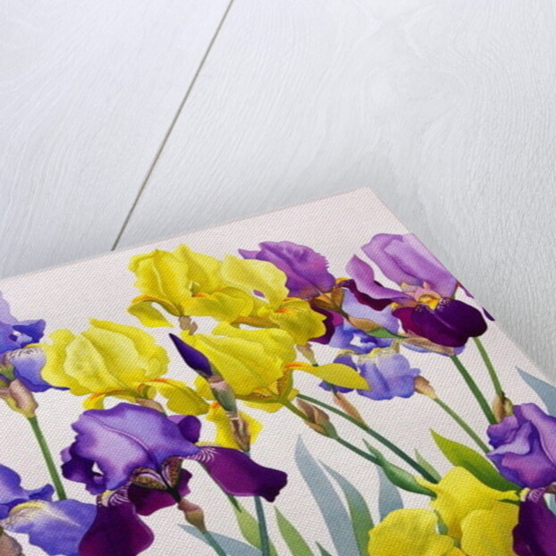 Yellow and Purple Irises by Christopher Ryland