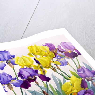 Yellow and Purple Irises by Christopher Ryland