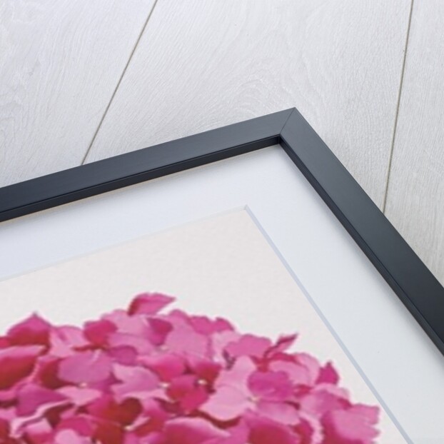 Hydrangea by Christopher Ryland