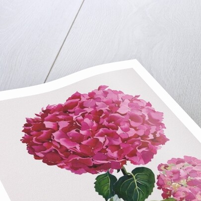 Hydrangea by Christopher Ryland