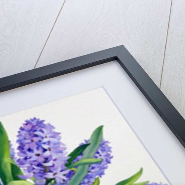 Blue Hyacinths by Christopher Ryland