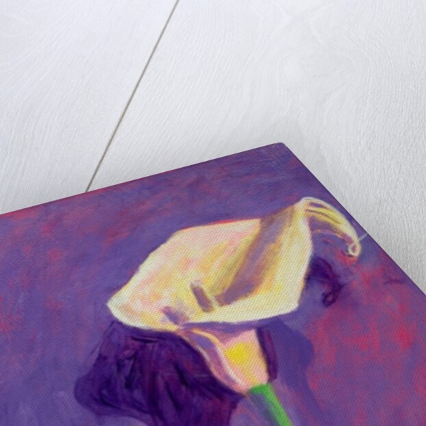 Arum Lily by Sara Hayward