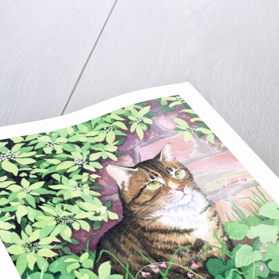 Jackie's Cat by Suzanne Bailey