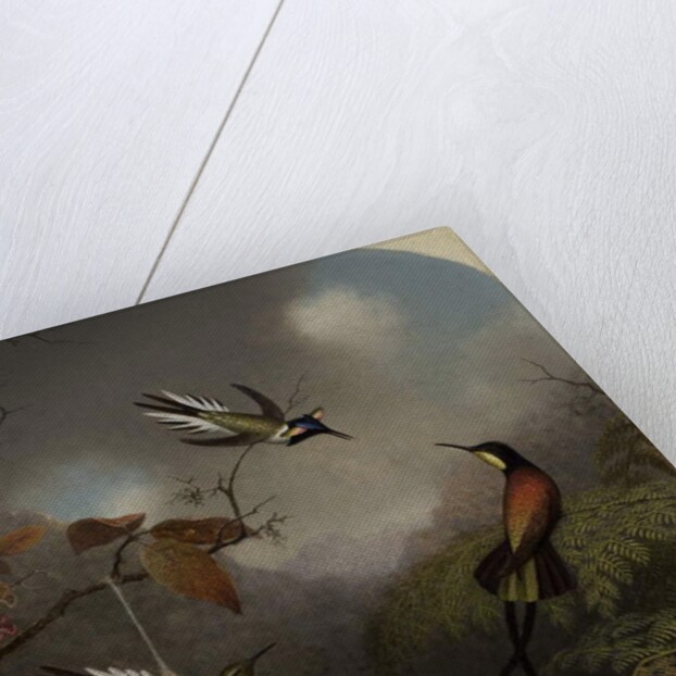 Hummingbirds: Two 'Sungems' and a 'Crimson Topaz', 1866 by Martin Johnson Heade