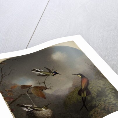 Hummingbirds: Two 'Sungems' and a 'Crimson Topaz', 1866 by Martin Johnson Heade