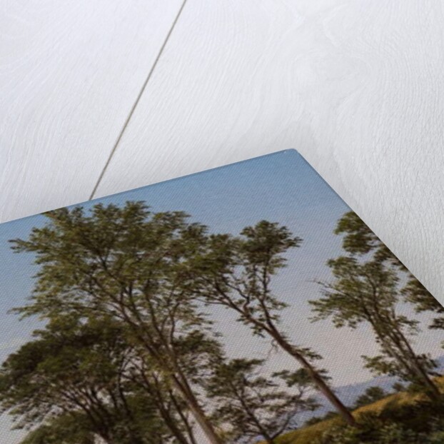 Young Elms by David Johnson