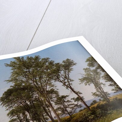 Young Elms by David Johnson