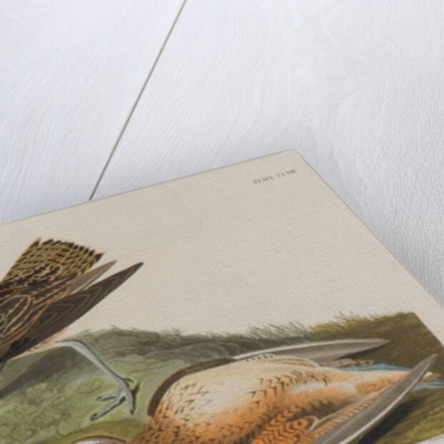 Esquimax Curlew, 1834 by John James Audubon