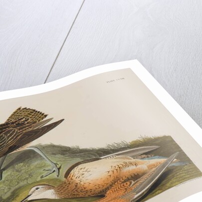 Esquimax Curlew, 1834 by John James Audubon