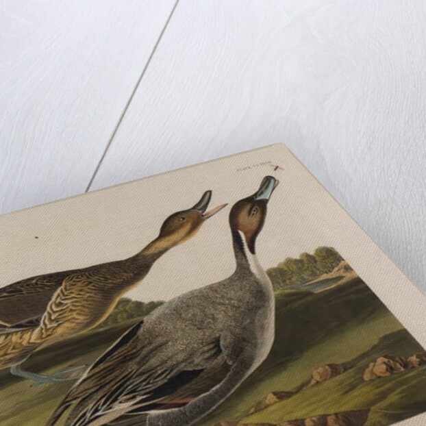 Pin Tailed Duck, 1834 by John James Audubon