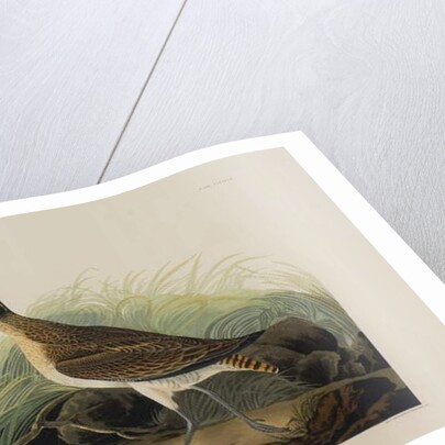 Great Esquimaux Curlew, 1835 by John James Audubon