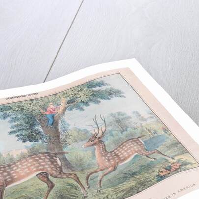 Spotted Axis Deer by T. W. Strong