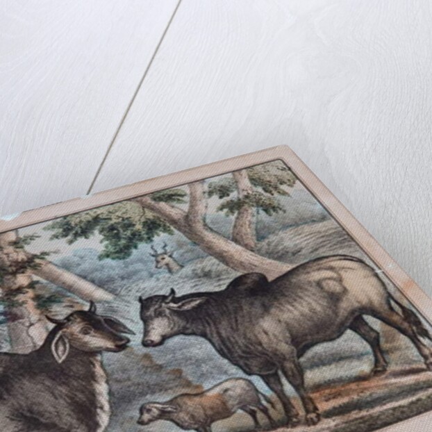 Sacred Cattle From India by T. W. Strong