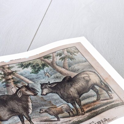 Sacred Cattle From India by T. W. Strong