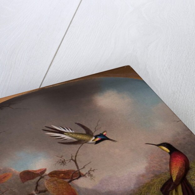 Hummingbirds: Two 'Sungems' and a 'Crimson Topaz', 1866 by Martin Johnson Heade
