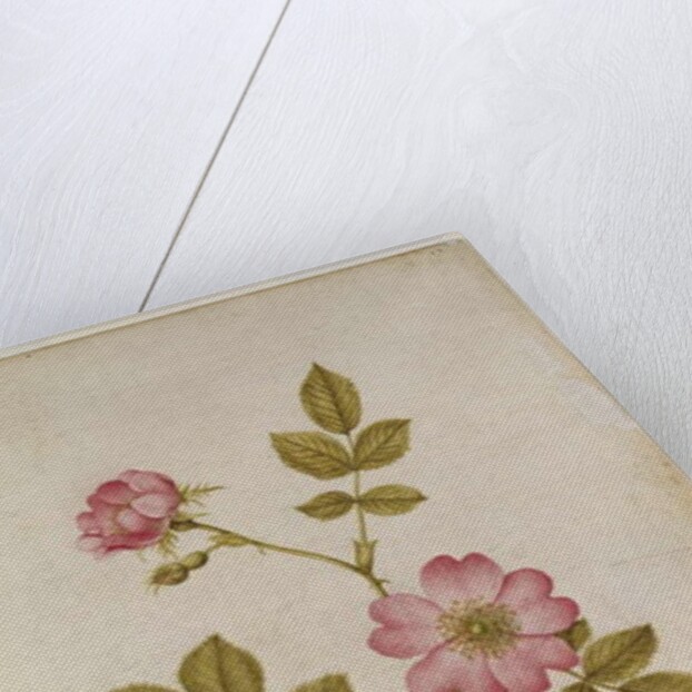 Rosa Canina - Dogrose and Caterpillar by Jacques Le Moyne