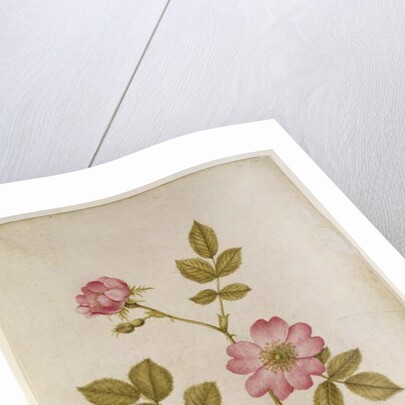 Rosa Canina - Dogrose and Caterpillar by Jacques Le Moyne