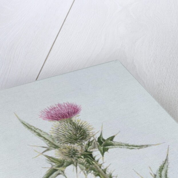 Scotch Thistle, painted at Brantwood, 6th November 1866 by William James Linton