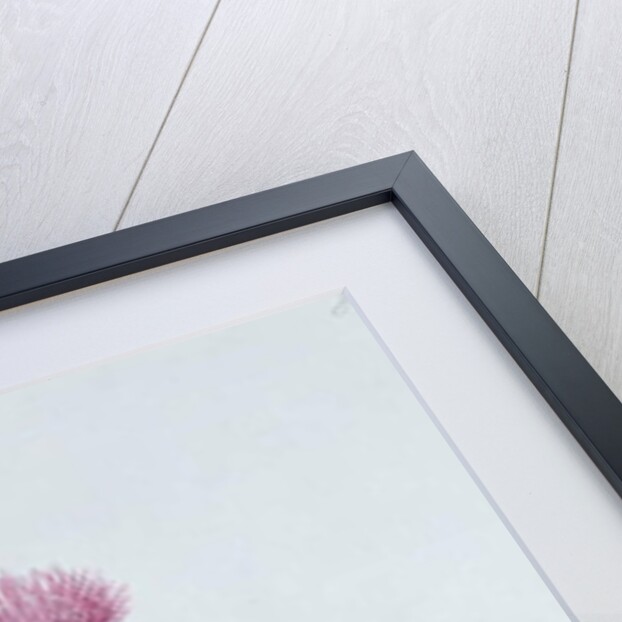 Scotch Thistle, painted at Brantwood, 6th November 1866 by William James Linton