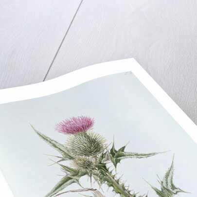 Scotch Thistle, painted at Brantwood, 6th November 1866 by William James Linton