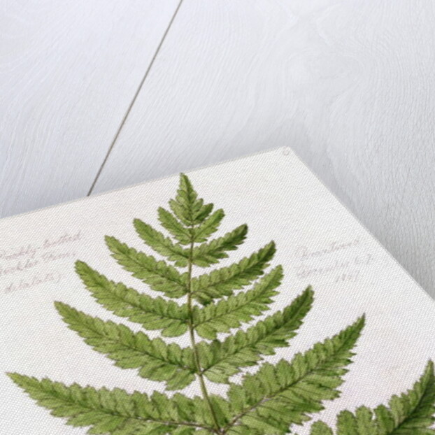 Broad Prickly-toothed Buckler Fern by William James Linton