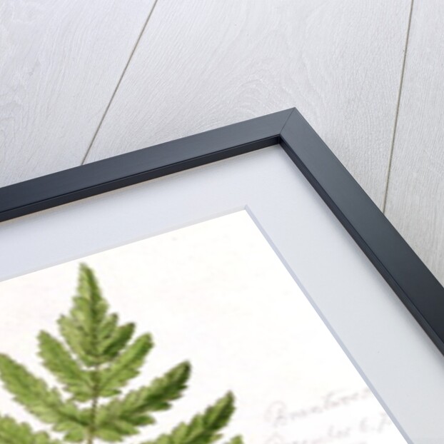 Broad Prickly-toothed Buckler Fern by William James Linton