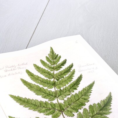 Broad Prickly-toothed Buckler Fern by William James Linton