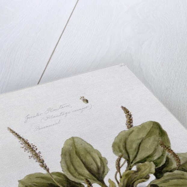 Greater Plantain, painted at Bayswater, 24th July 1859 by William James Linton