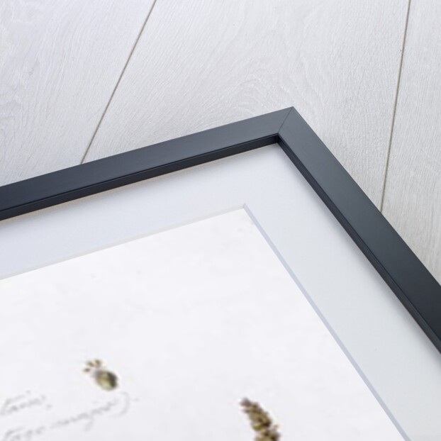 Greater Plantain, painted at Bayswater, 24th July 1859 by William James Linton