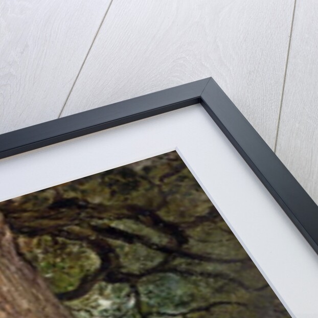 Study of the Trunk of an Elm Tree, c.1821 by John Constable
