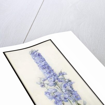 Delphiniums, c.1920 by James Valentine Jelley