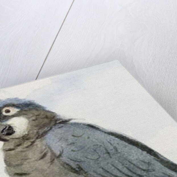 Hyacinth Macaw, c.1890 by Henry Stacy Marks