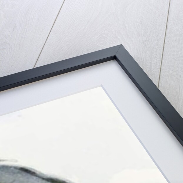 Hyacinth Macaw, c.1890 by Henry Stacy Marks