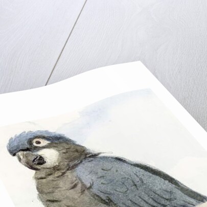 Hyacinth Macaw, c.1890 by Henry Stacy Marks